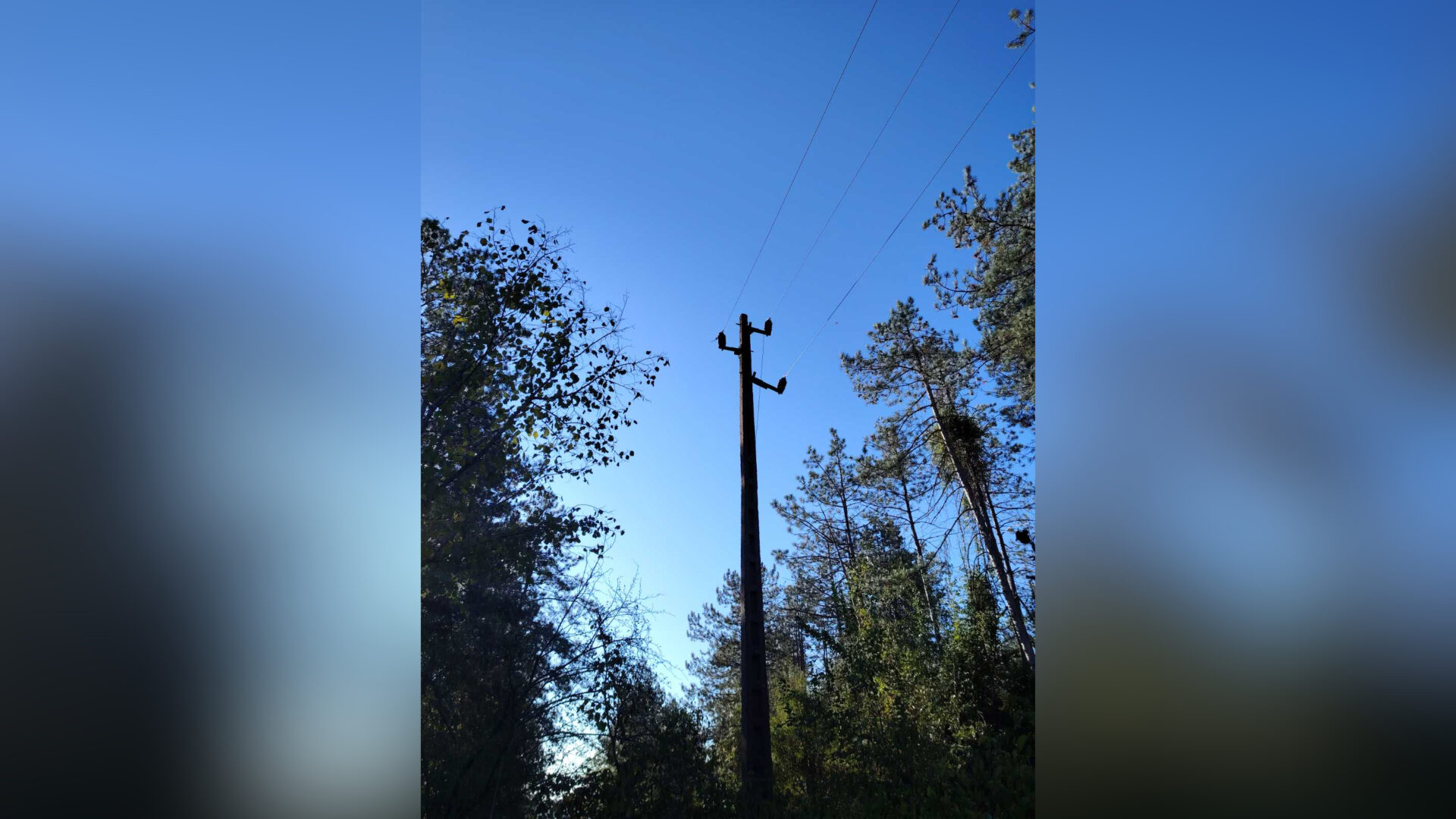 Опасни дървета около електропровода в Пепелина