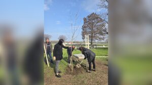 ИАППД отбелязва 70 години с засаждане на чинари на Русенския кей