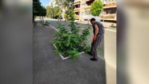 Общината в Русе продължава косенето на тревни площи.